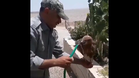 Guy Giving A Thirsty Raptor Some Water