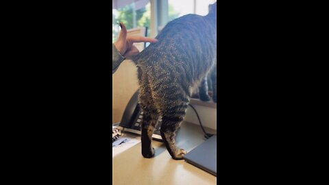 A Cat Without a Tail? You Won't Believe This!