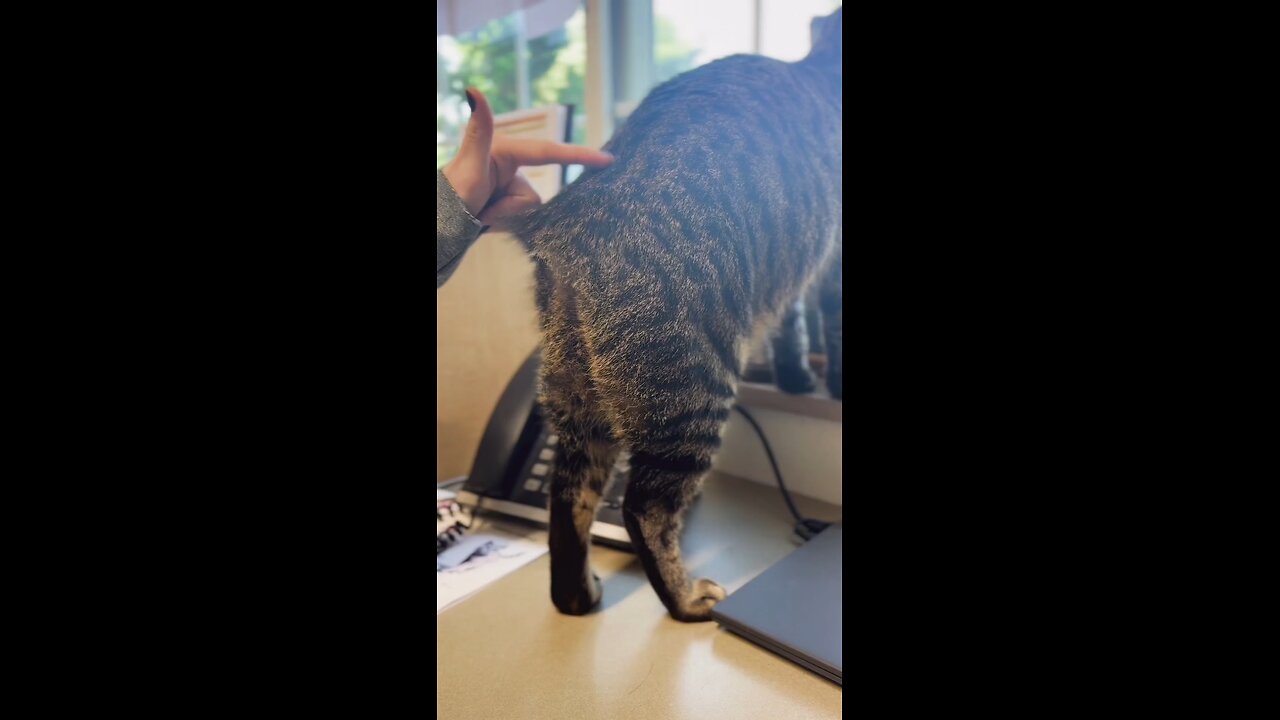 A Cat Without a Tail? You Won't Believe This!