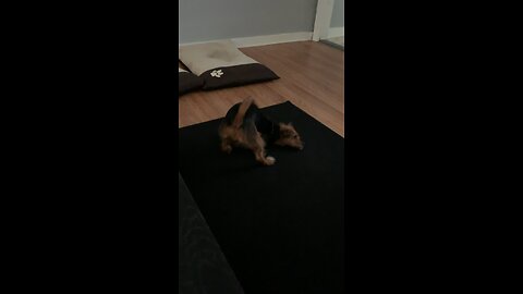 My pups being pups
