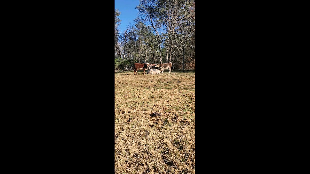 Shorthorn Plus heifers 2025.
