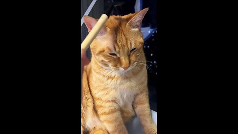 Head scratching cute cat