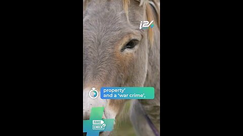 Israel saves donkeys in Gaza and is accused of a war crime!