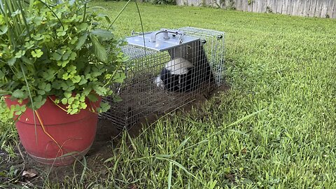 Momma Skunk in a Live Trap. What would you do?