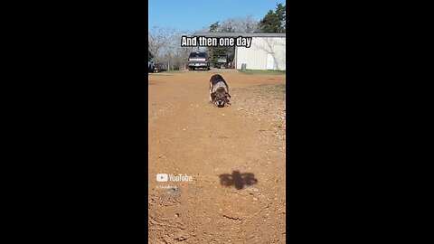Good ole Buddy Dog