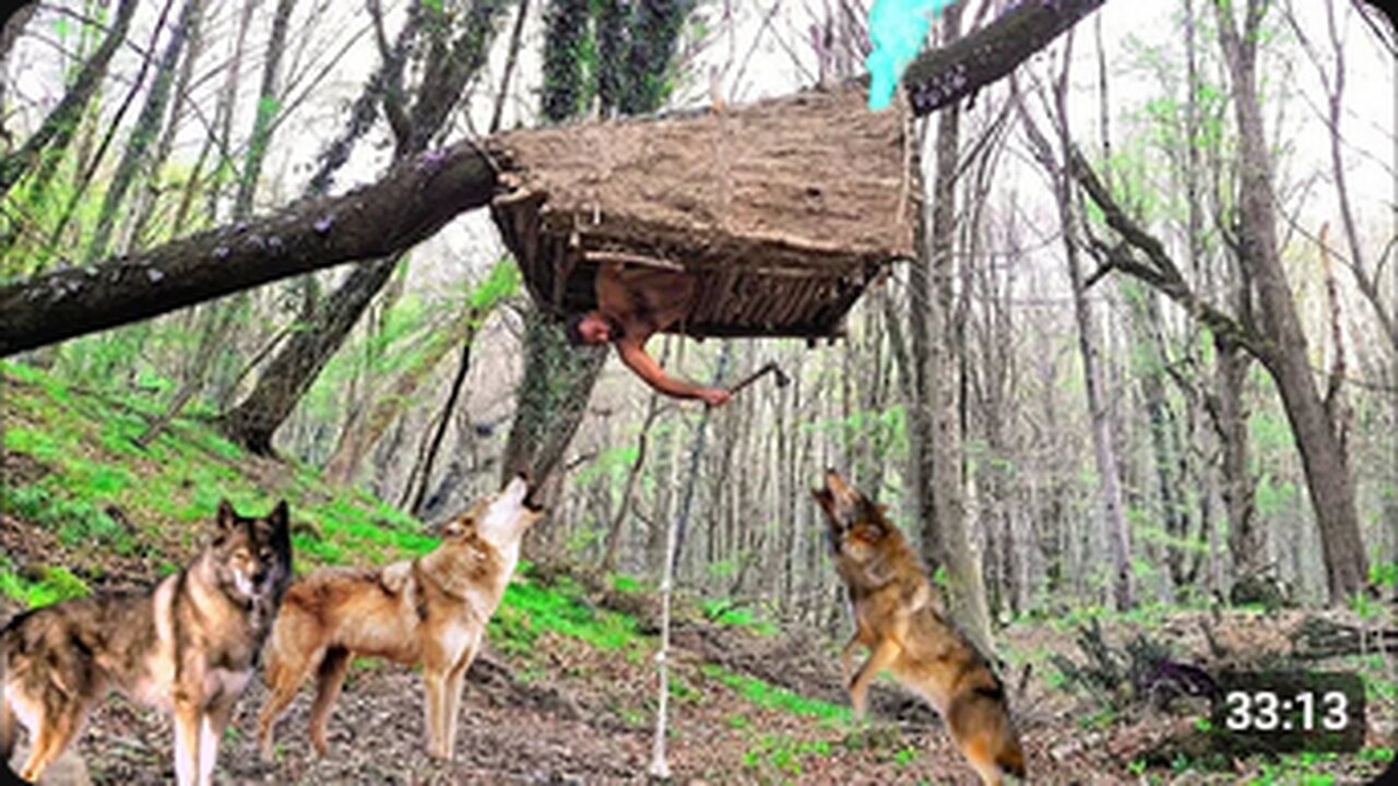 Building a strong and warm shelter in the treetops_A lonely, scary night with the howling of a wolf
