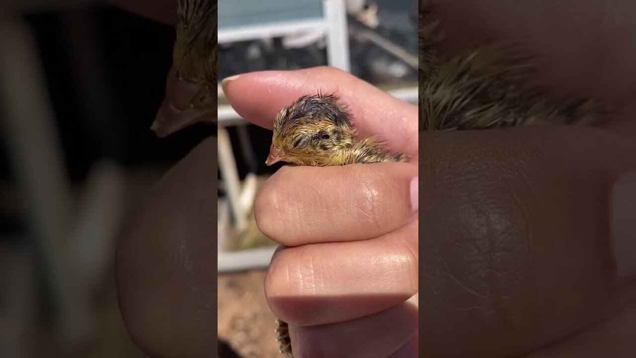 The guy found an egg by the tree and hatched an unusual bird from it