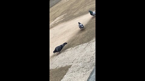 Pigeons #pigeons #pigeons #followme #trending #viral #shorts