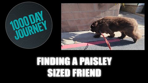 1000 Day Journey 0914 Finding a Paisley Sized Friend