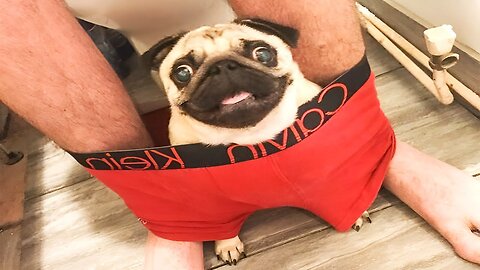 2025’s Funniest Dogs & Cats 😂 You Won’t Stop Laughing! | You Laugh You lose 😍😸😹 #Ep78