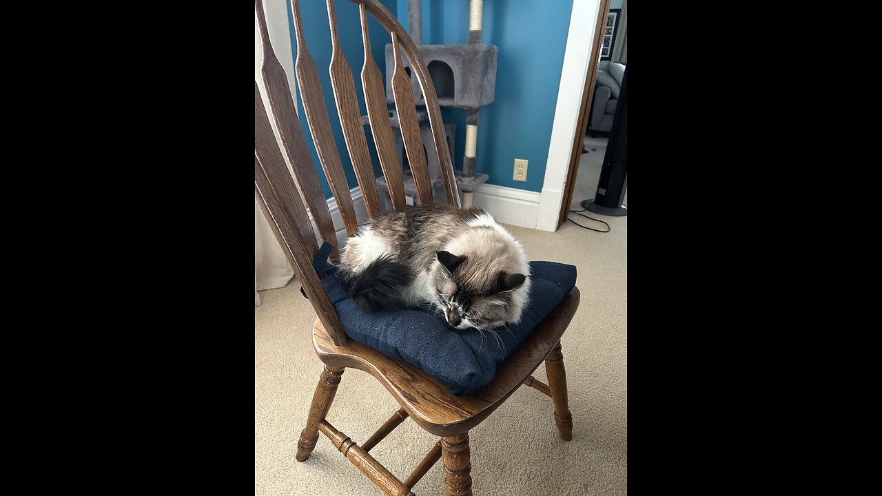 What do cats do on snowy days?