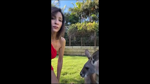 Kangaroo diaries only in Australia 🇦🇺