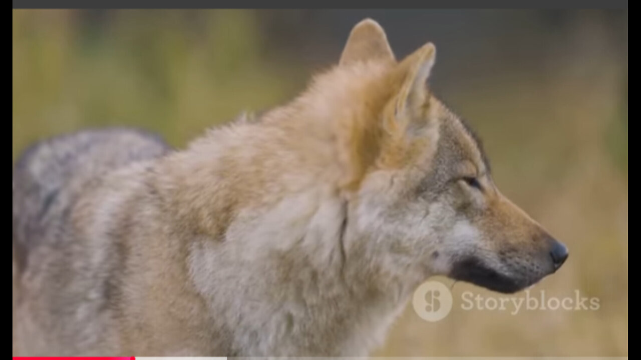 The wolf 🐺 English famous movie film