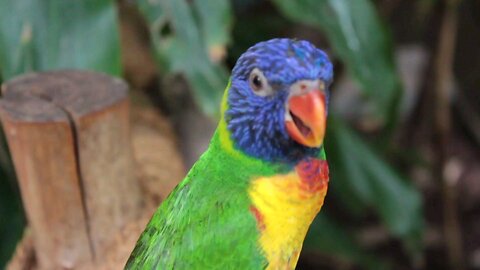 Stunning Colorful Bird with Nature’s Perfect Colors