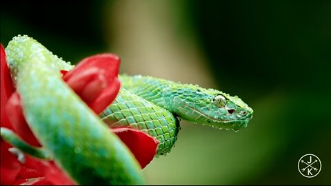 Wonderful Nature Video