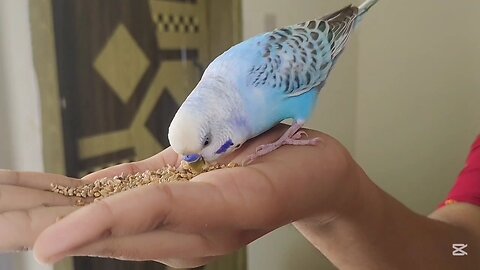 Is he Hungry or just Eating too Fast?