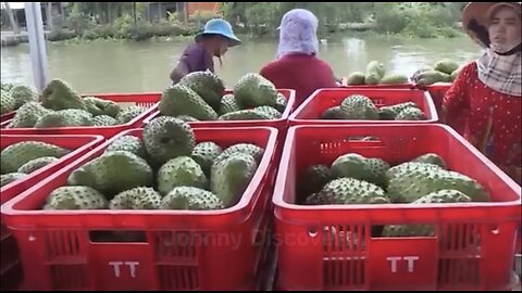 How the U.S. Farmers Produces Billions of Fruits & Vegetables Each Year | Agriculture Documentary