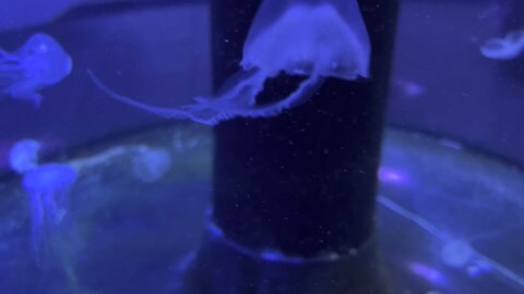 Jellyfish