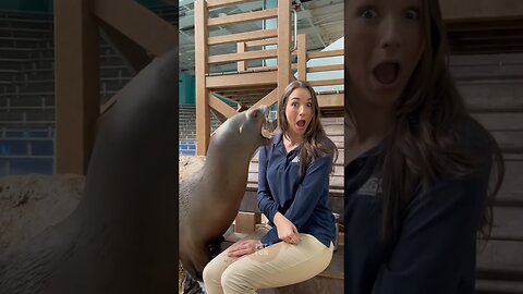 Animals Funny Compilation #funnyanimals #animals #pets #shorts