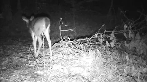 trail cam game cam logan ohio first week november