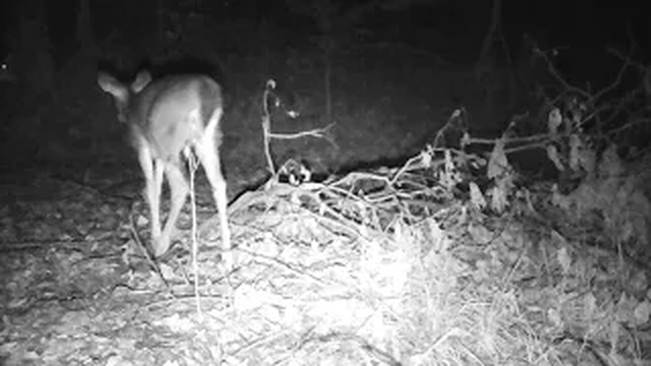 trail cam game cam logan ohio first week november