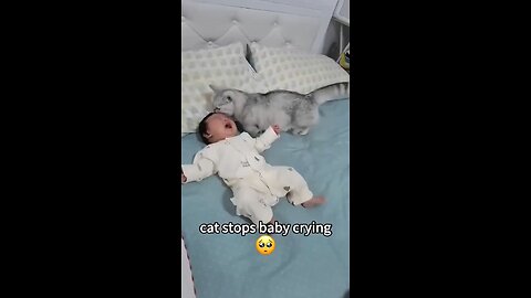 Cats are just the best