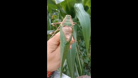 Serangga Bersuara Hantu ini dia Katydid raksasa