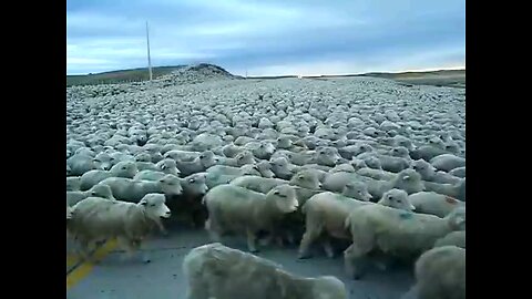Flock of Sheep Blocks the Road