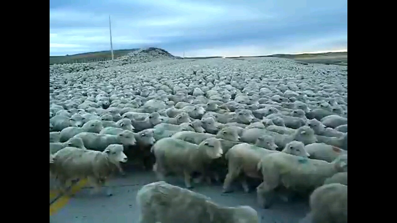 Flock of Sheep Blocks the Road