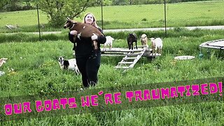 Our GOATS We're TRAUMATIZED By This!