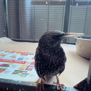 A bird of many songs