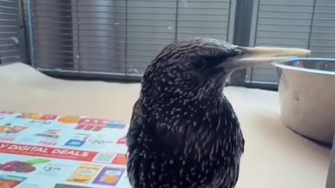A bird of many songs