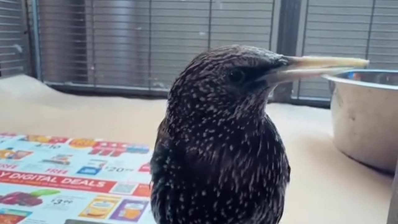 A bird of many songs