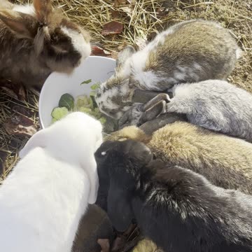 Bunny in the Sunbeam – Soft Morning Hops