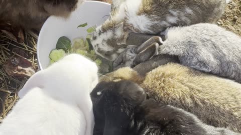 Bunny in the Sunbeam – Soft Morning Hops