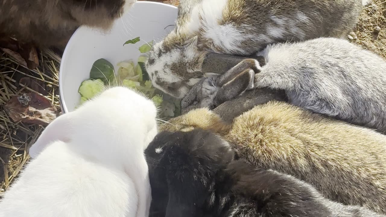 Bunny in the Sunbeam – Soft Morning Hops