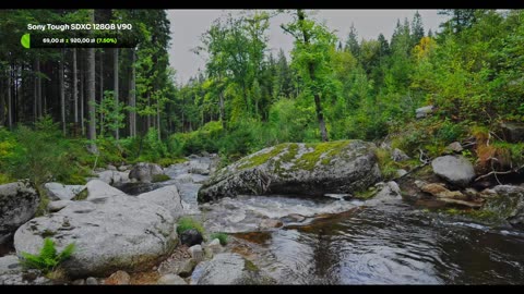 Green Radio: 24/7 Concert of Birds and Nature Sounds