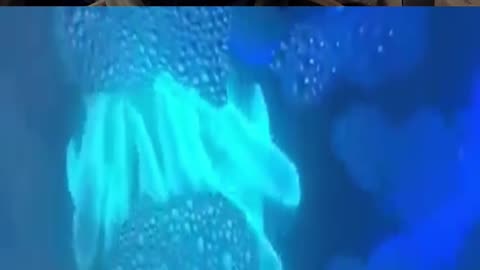 Gene Edited Glowing Fish