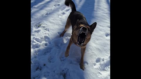 Virgil german shepherd.