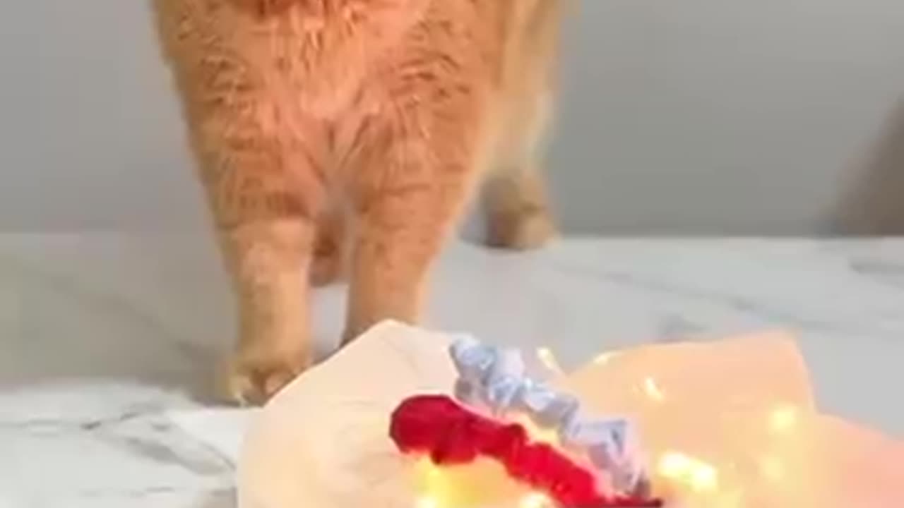 Genius Cat