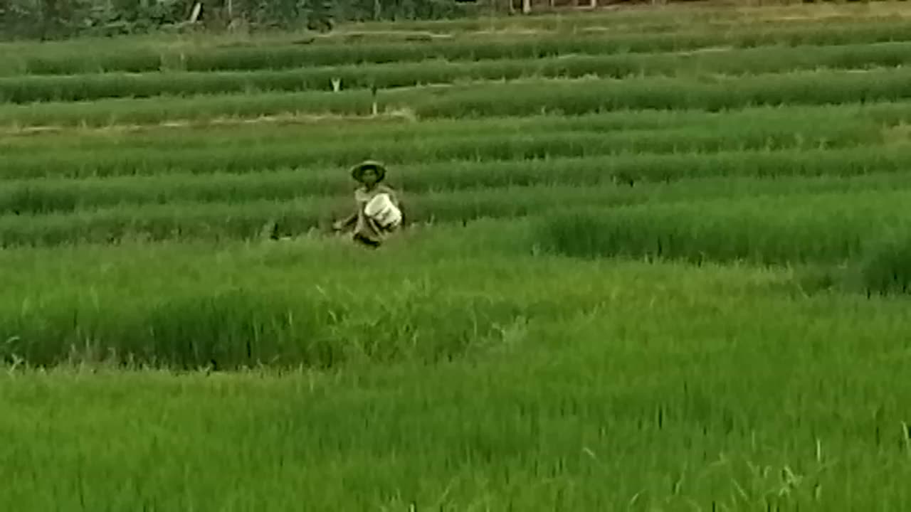 Paddy Farmer in Southern Sri Lanka.