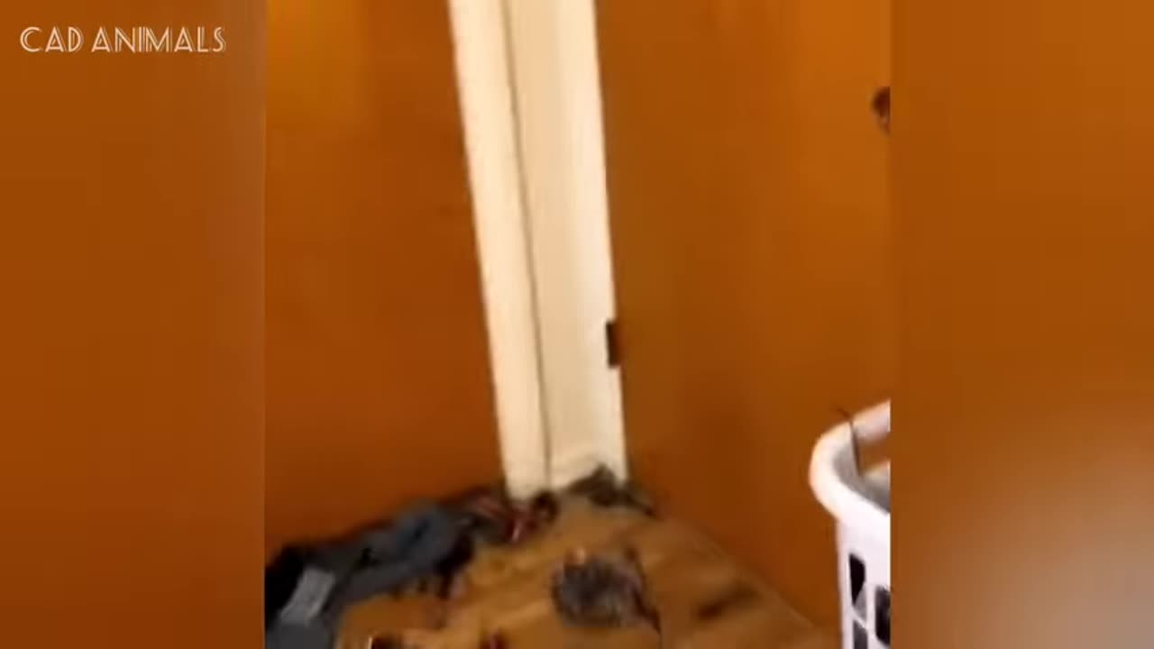 cats totally and wildly unpredictable