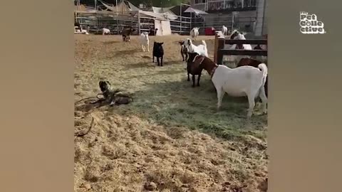 "Farm Animals Gone Wild! 🐓😂 You Won’t Stop Laughing!"