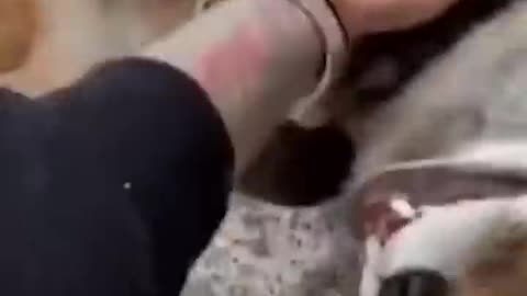 funny animals