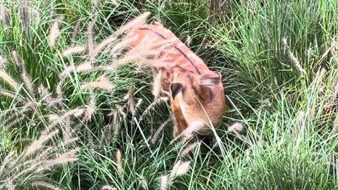 Bongo (Antelope)