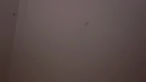 10/28/25 Vegan Patriot VOD: "so wear me like a locket around your throat, ill weigh you..."