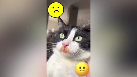 Funny Animal seri 35
