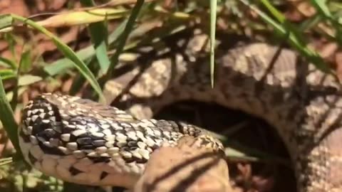 Snake Strikes the Camera on Wyoming Cattle Ranch. cartercountrymeats.com