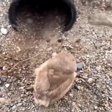 THE CUTEST LITTLE ....Wildlife conservationist placing baby owls back in their burrow