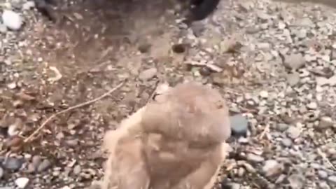 THE CUTEST LITTLE ....Wildlife conservationist placing baby owls back in their burrow